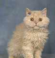 chat-Selkirk2