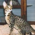 chat-Serengeti2