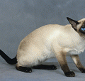 chat-Siamois2