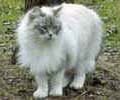 chat-Siberien2