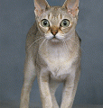 chat-Singapura2