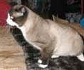 chat-Snowshoe2