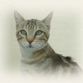 chat-Sokoke2