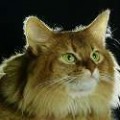 chat-Somali2