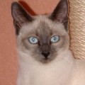 chat-Thai2