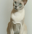 chat-Tonkinois2