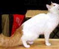 chat-Turc-De-Van2
