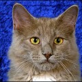 chat-York-Chocolate2