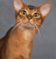 chat-abyssin2