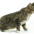 chat-american-bobtail2