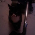chat-aspirateur2