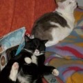 chat-beauf2