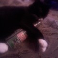 chat-biere2