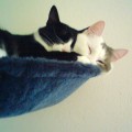 chat-calin-blog2