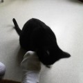 chat-chaussette3