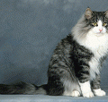 chat-des-forets-norvegiennes-norvegien-skogkatt2