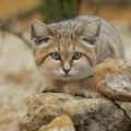 chat-des-sables2