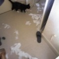 chat-desordre2