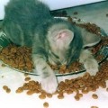 chat-dort-sur-assiette-croquettes3