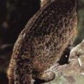 chat-iriomote2