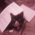 chat-joue-papier2