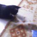 chat-joue-sous-tapis2
