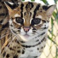 chat-leopard-du-bengale2