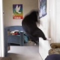 chat-ninja2