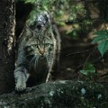 chat-sauvage2