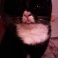 chat-tire-langue-grimace2