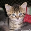 chaton-5-semaines2