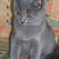chaton-chartreux2