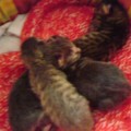 chatons-1-jour2