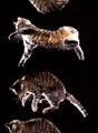 chute-chat3