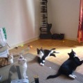 famille-chat2