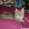 maine-coons3