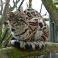 photo-Margay-chat-tigre2