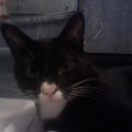 photo-booba-chat-noir2