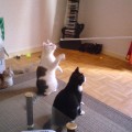photo-chat-interieur-joue2