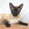 siamois2